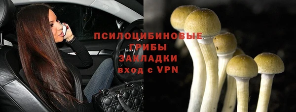 прущие грибы Абаза