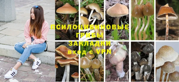 прущие грибы Абаза